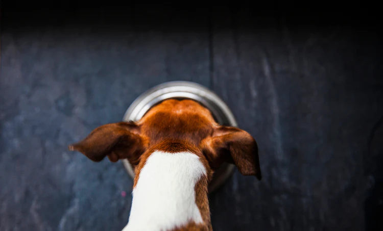 Ein Hund, der aus einem Napf isst