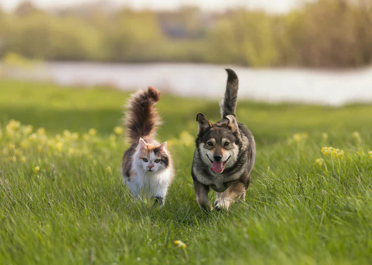 Ein Hund und eine Katze laufen auf einer Wiese